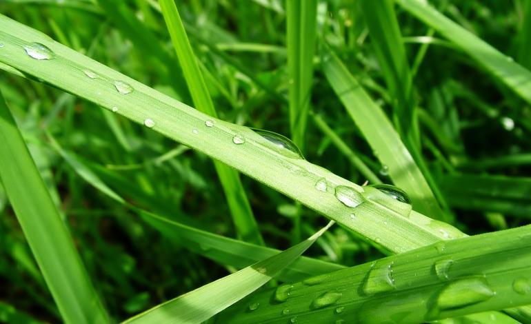 Капли воды на зеленой траве