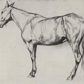 Как нарисовать лошадь на основе анатомии