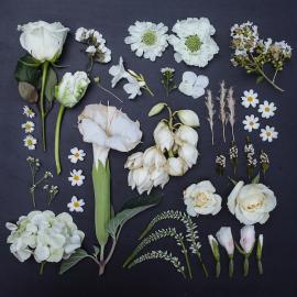 Радужные коллекции цветов на фотографиях от Emily Blincoe