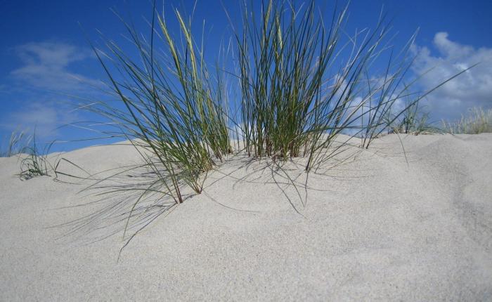 Трава на песчаной дюне