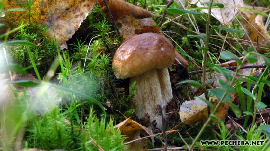 Фото белых грибов