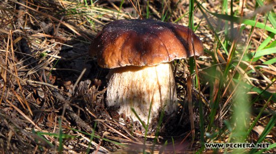 Фото белых грибов