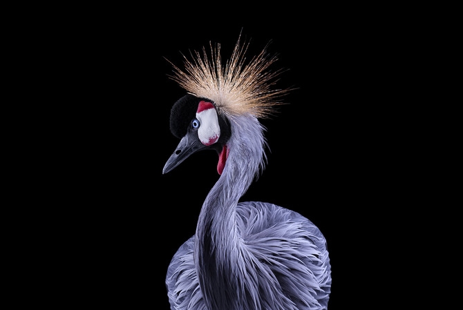 Фотограф Brad Wilson портреты птиц